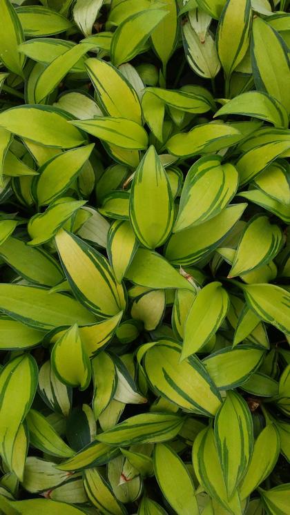 Hosta