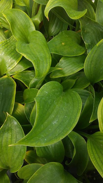 Hosta