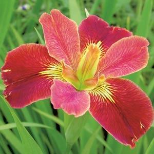 Iris louisiana