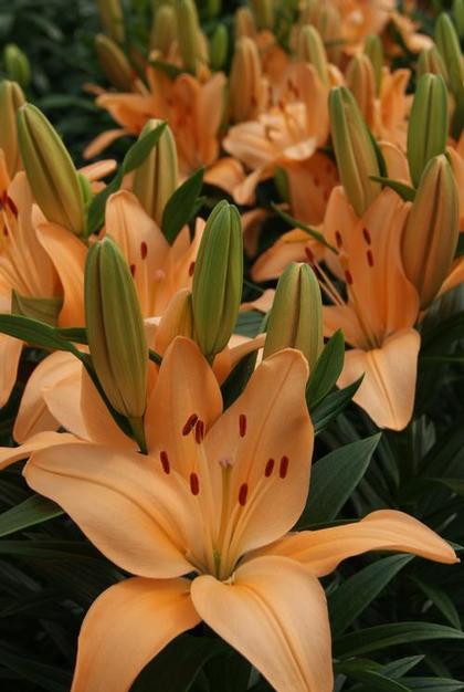 Lilium