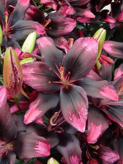Lilium