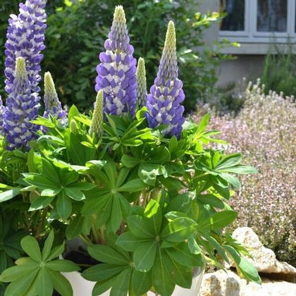 Lupinus polyphyllus