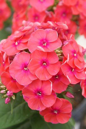 Phlox paniculata
