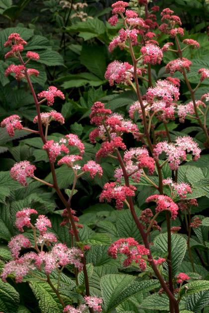 Rodgersia pinnata