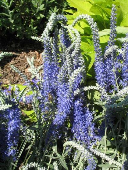 Veronica incana