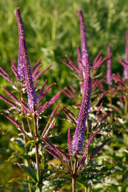 Veronicastrum virginicum