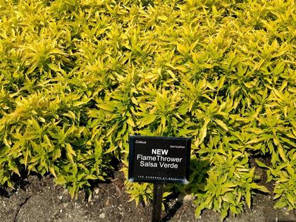 Coleus