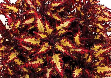 Coleus