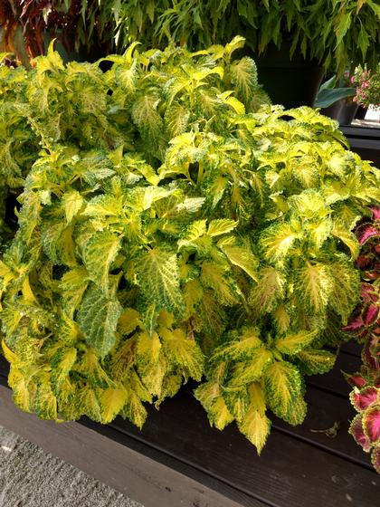 Coleus
