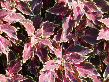 Coleus