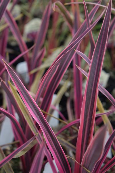 Cordyline