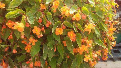 Begonia sutherlandii
