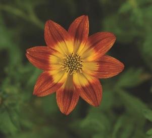 Bidens