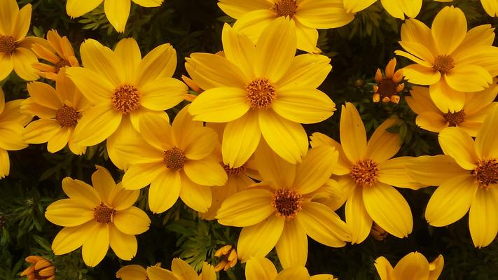 Bidens