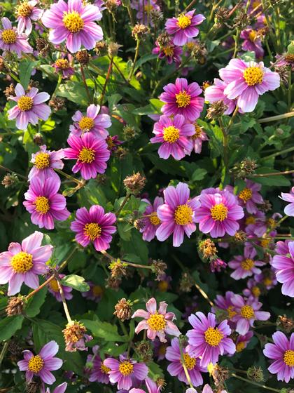 Bidens