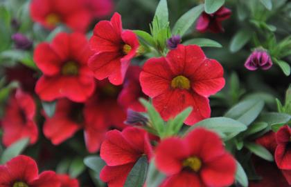 Calibrachoa
