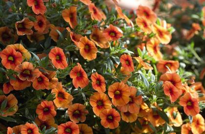 Calibrachoa