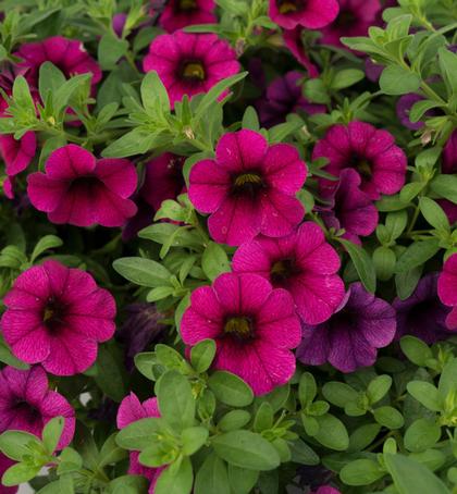 Calibrachoa