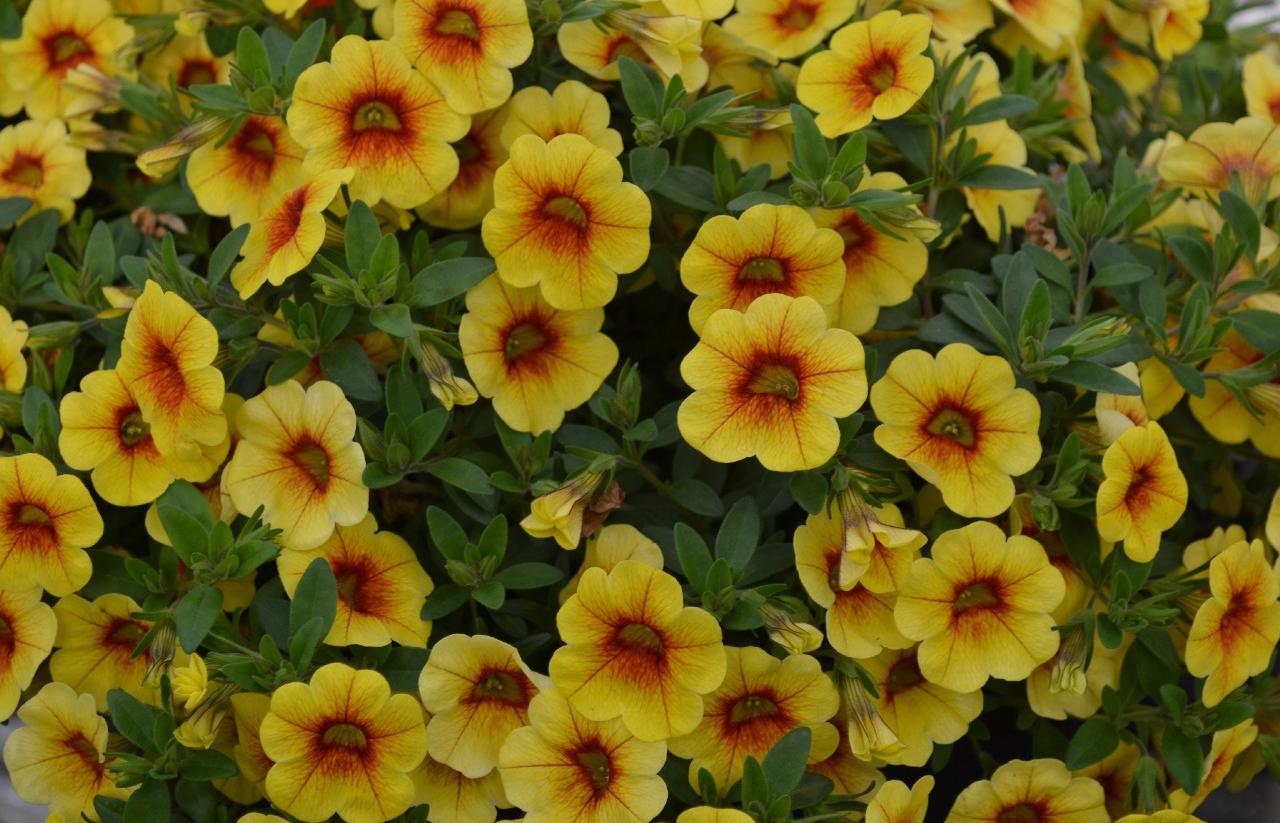 Calibrachoa