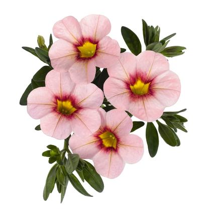Calibrachoa