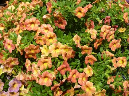 Calibrachoa