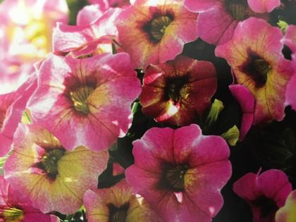 Calibrachoa