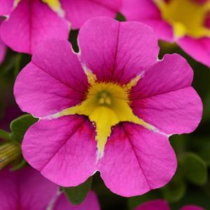 Calibrachoa