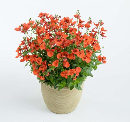 Diascia