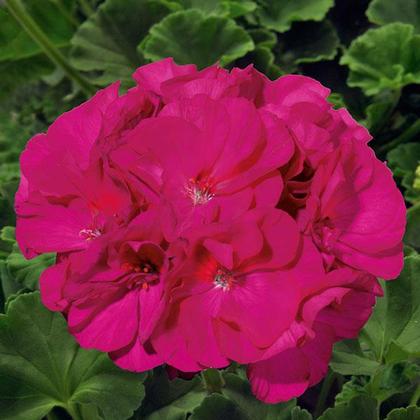 Geranium