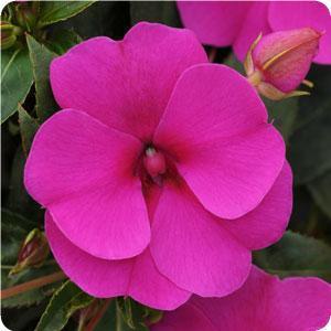 Impatiens