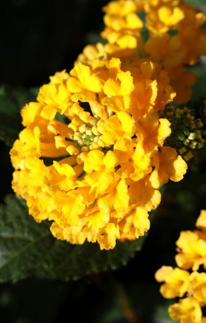 Lantana
