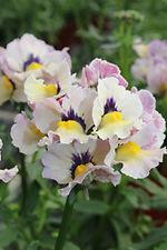 Nemesia