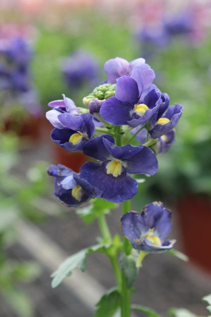 Nemesia