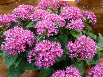 Pentas