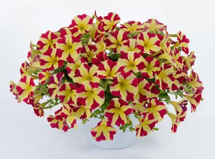 Petunia