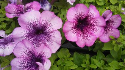 Petunia
