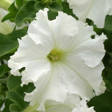 Petunia