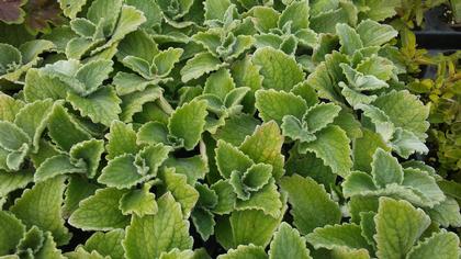 Plectranthus