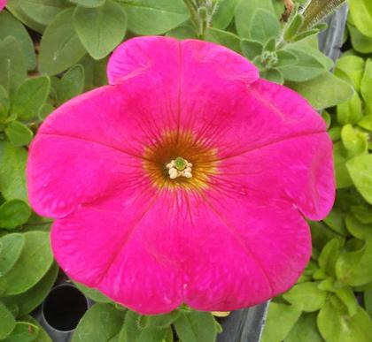 Petunia