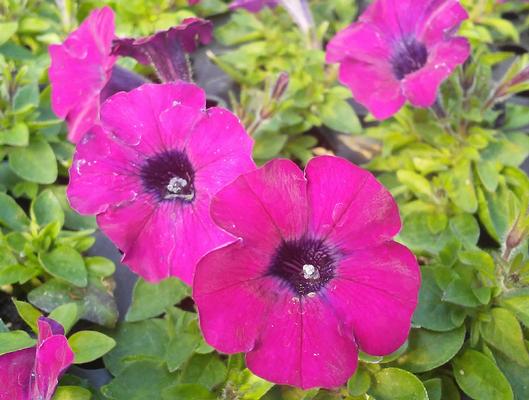 Petunia