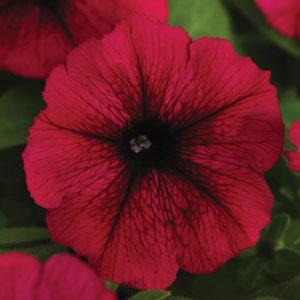 Petunia