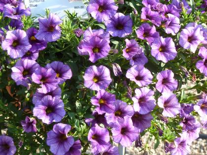Petunia