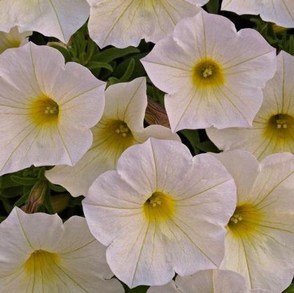 Petunia