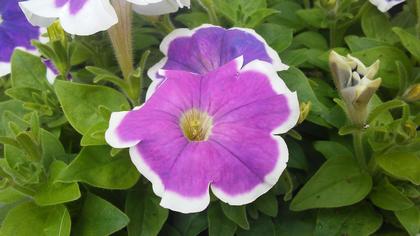 Petunia