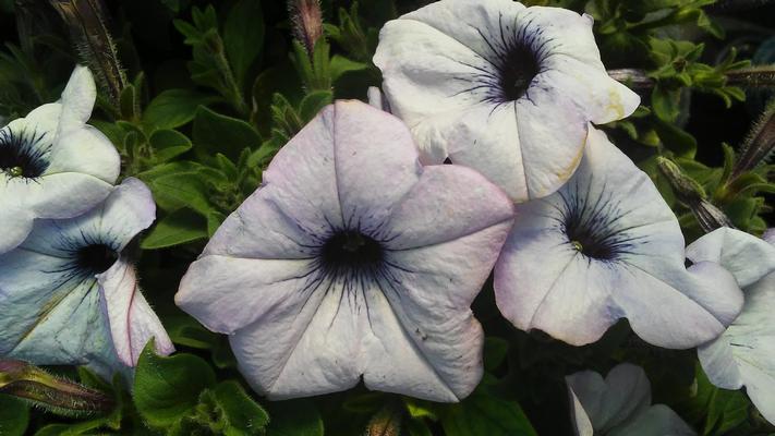 Petunia