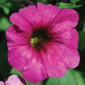 Petunia