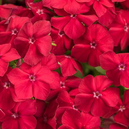 Phlox