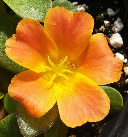 Portulaca