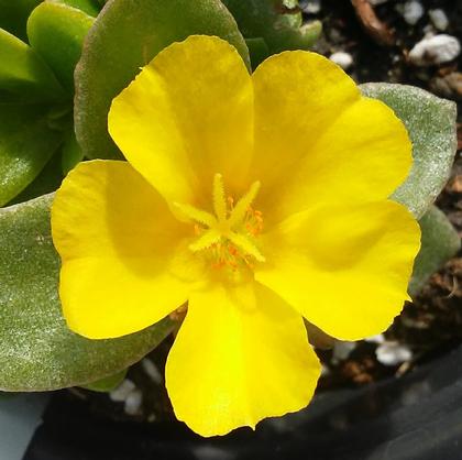 Portulaca