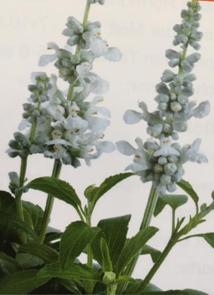 Salvia farinacea
